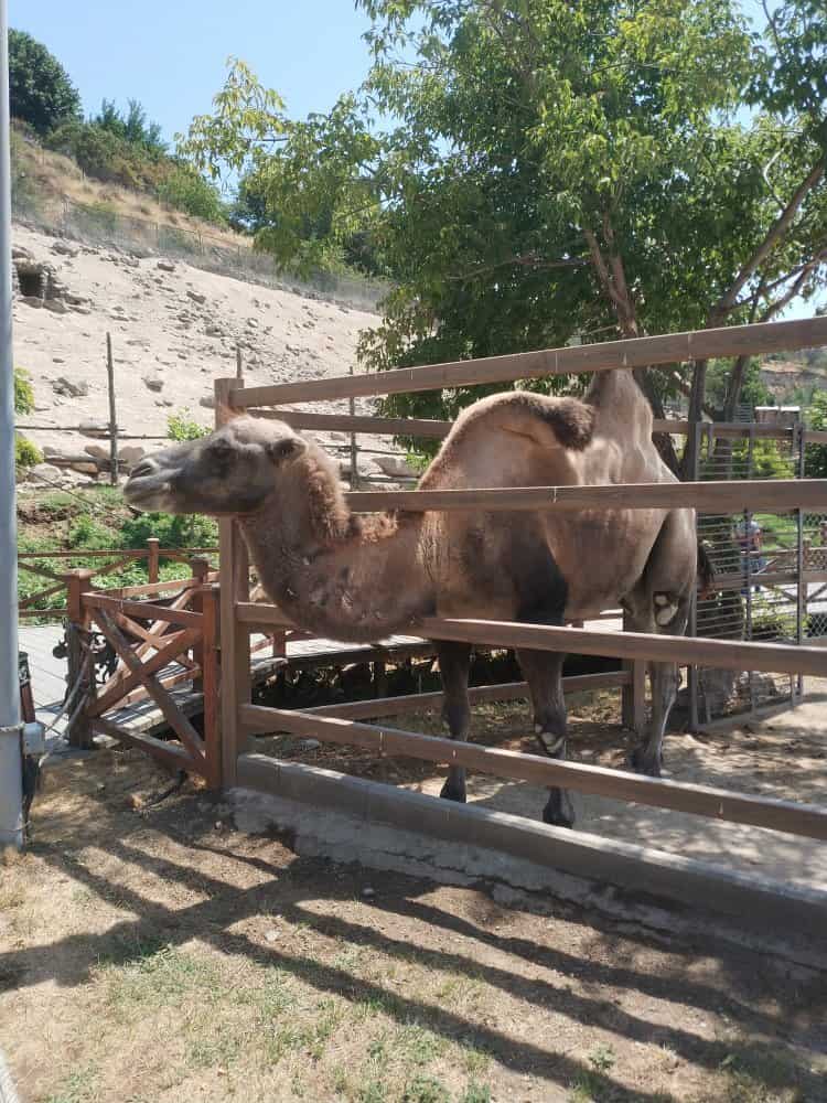 شتر دو کوهانه در باغ وحش ایروان در ارمنستان