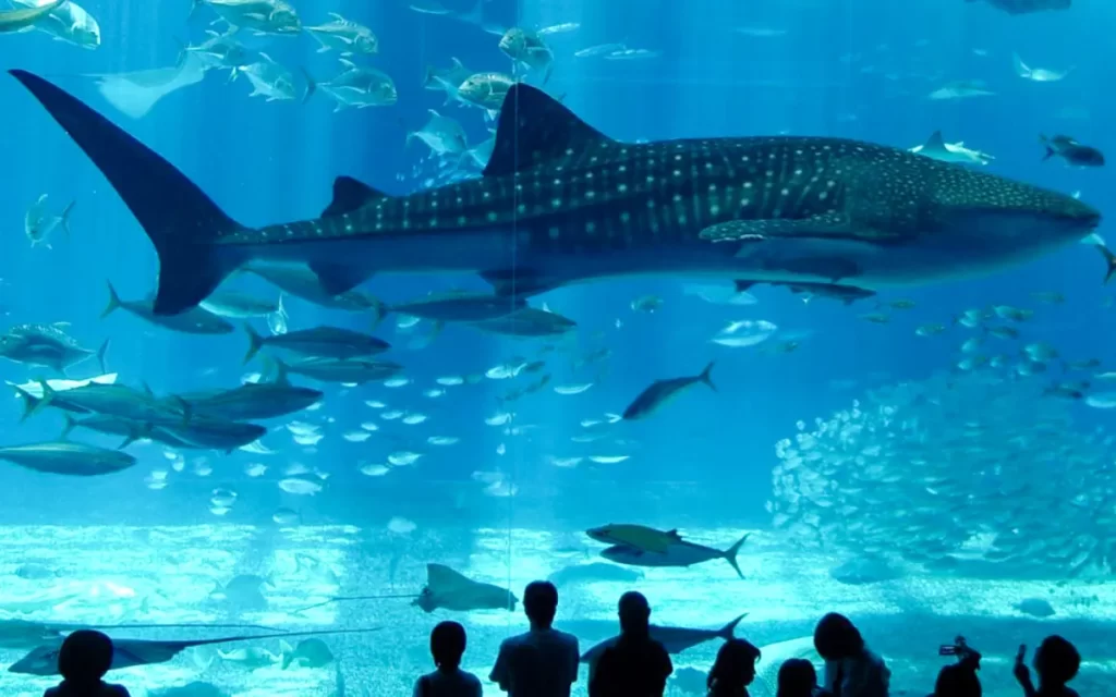 آکواریوم استانبول